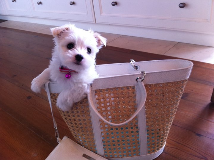 Bag Snob Dog in a Tote Bag