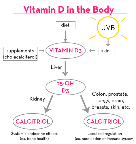 Vitamin-D-in-the-body