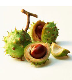 HorseChestnut2.jpg