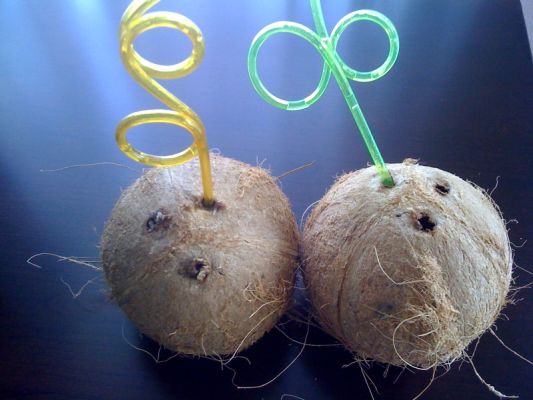 coconuts.jpg